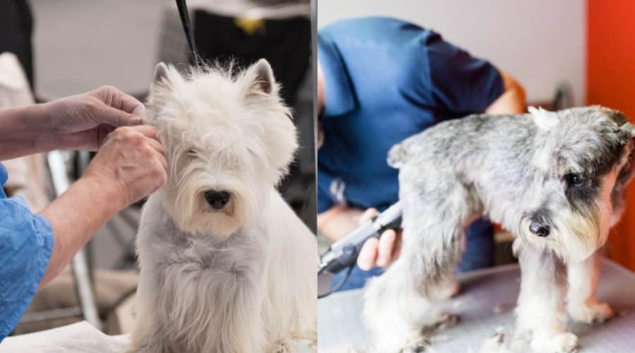 Westie and Miniature Schnauzer at the groomer
