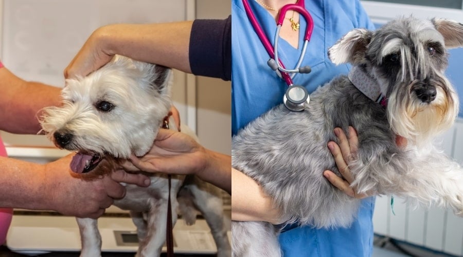 Westie and Miniature Schnauzer at vet