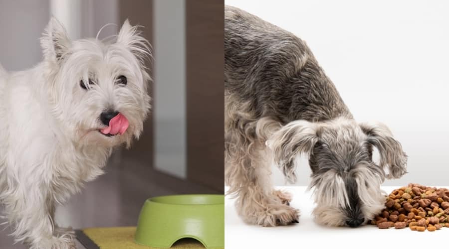 Westie and Miniature Schnauzer eating