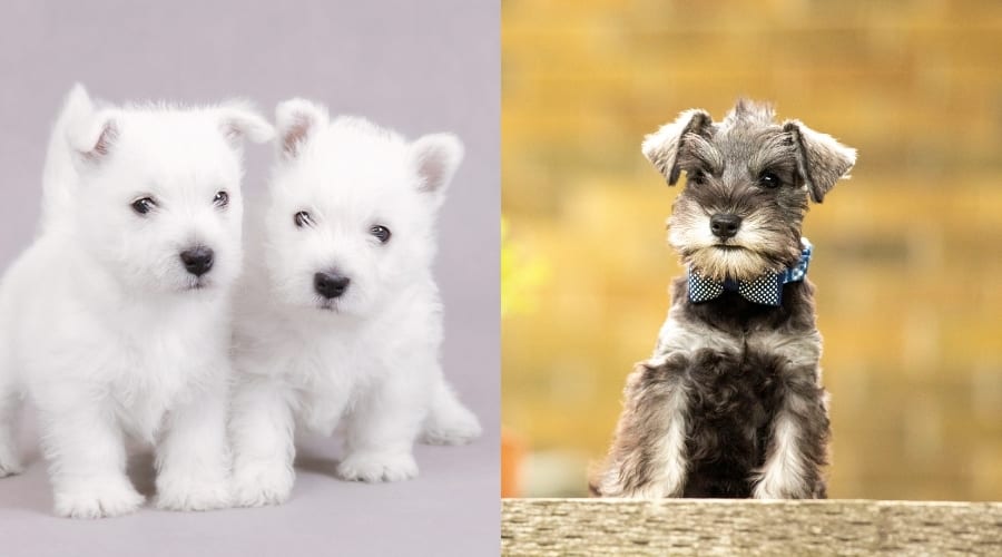 Westie and Miniature Schnauzer Puppies