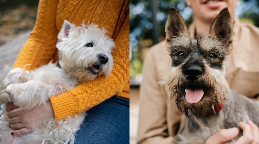 Westie and Miniature Schnauzer being held by owners