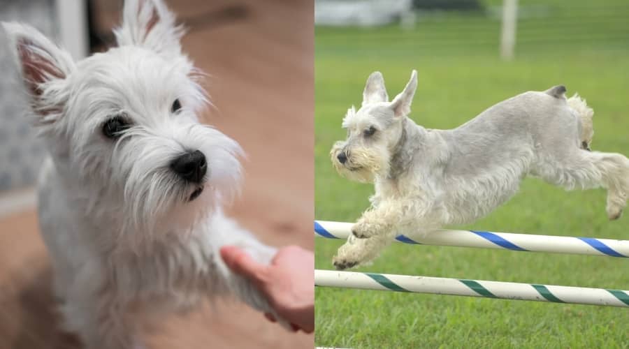 Westie shaking and Miniature Schnauzer jumping over agility course poll