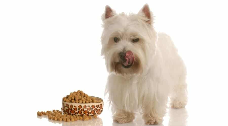 Westie eating bowl of dog food