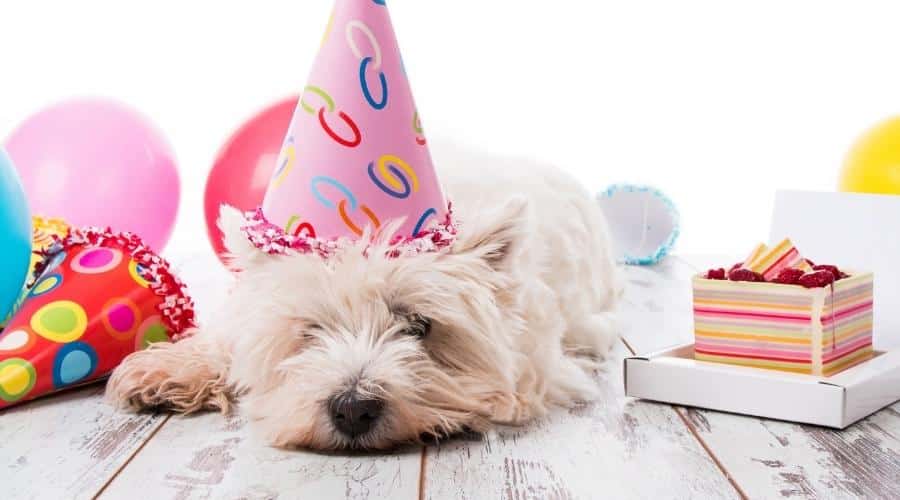 Westie first birthday
