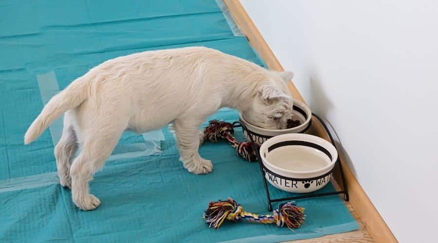 Westie puppy eating