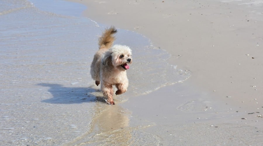 Westiepoo