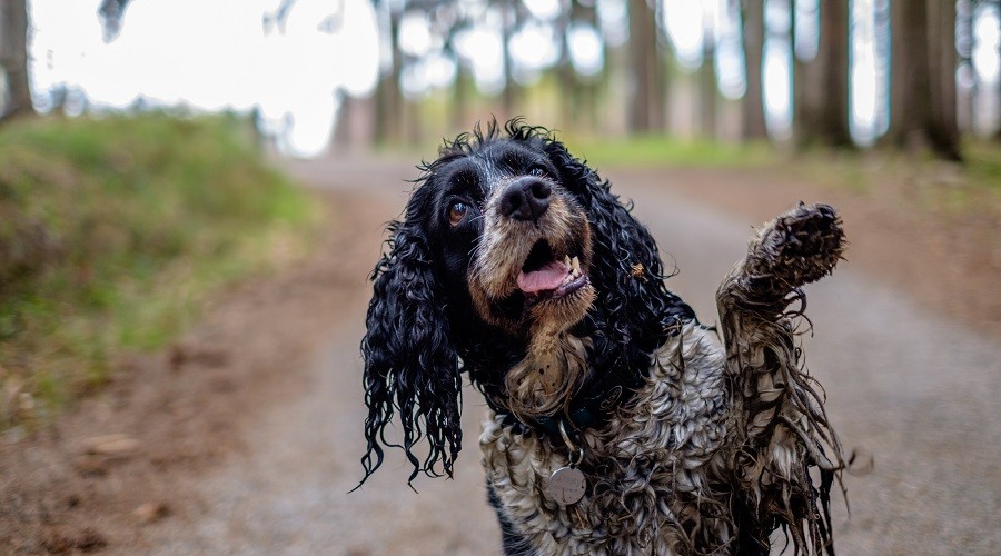 Wet Dog Smell Puppy