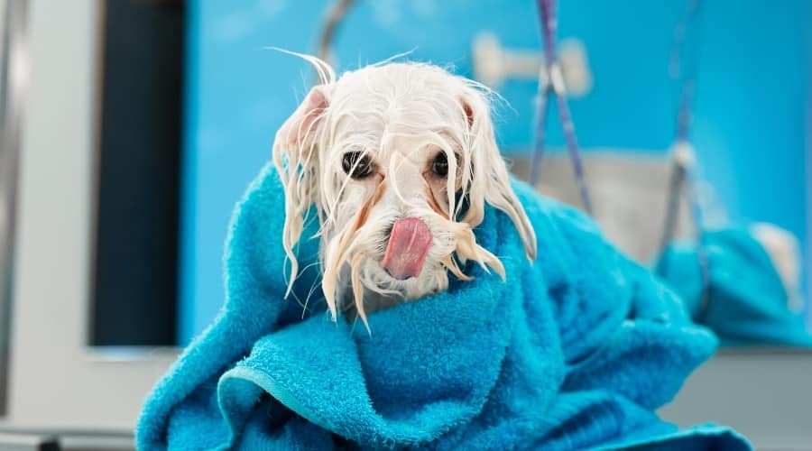Wet Dog Wrapped in a Towel