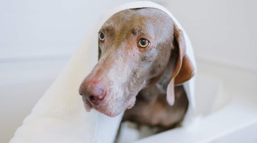 Wet Dog Wrapped in a Towel