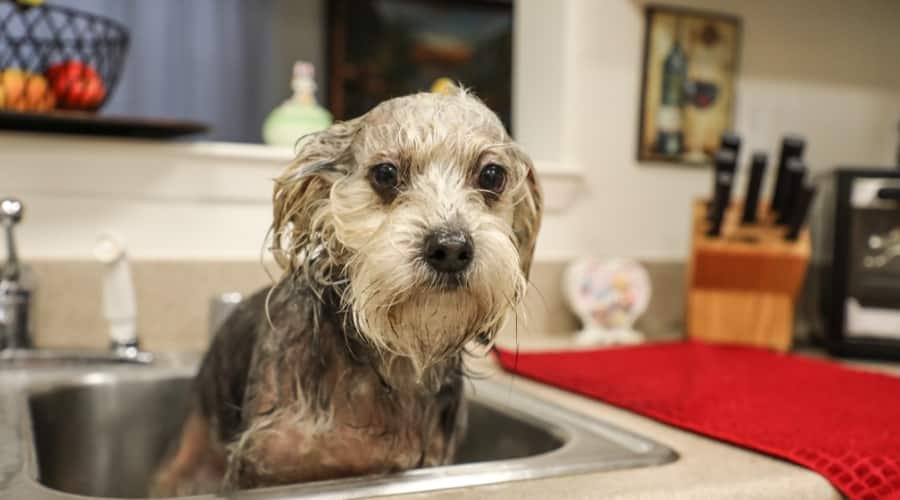 Wet Mixed Dog in a Sink