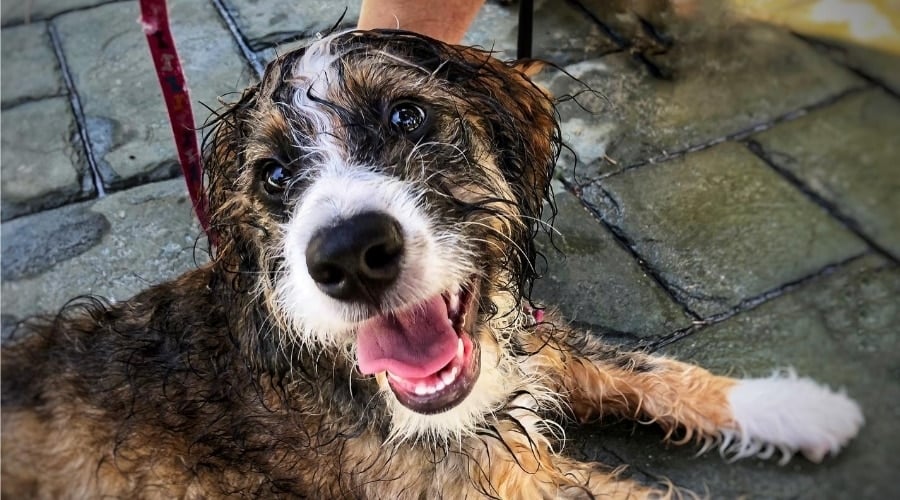 Wet Poogle on Ground