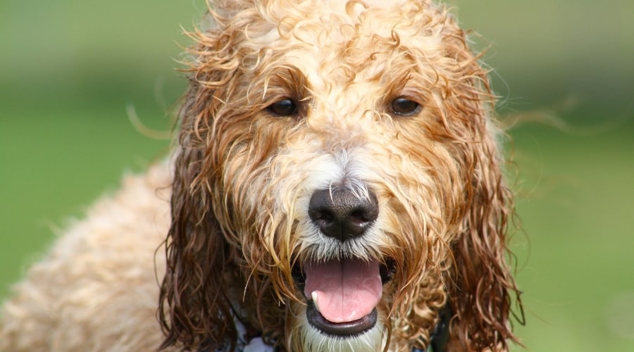 Wet Shepadoodle