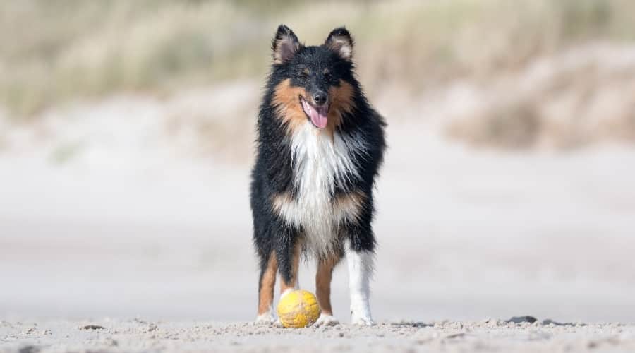 Wet Shetland Sheepdog playing.