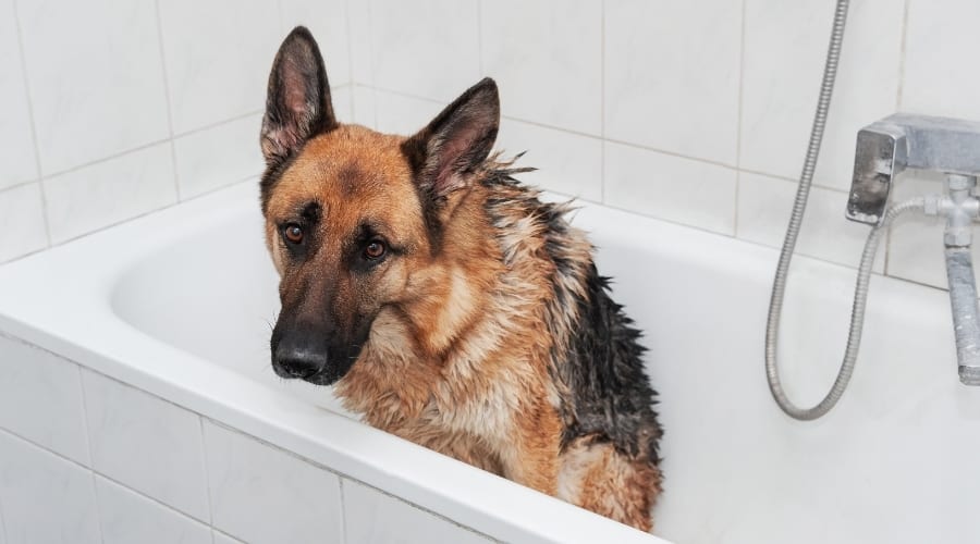 Wet Tan and Black Dog in a Bathtub