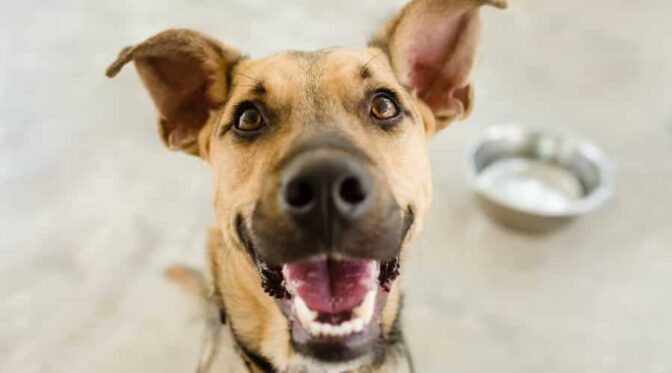 Image showcasing Help! My Dog Won’t Poop—A Guide To Getting Things Moving