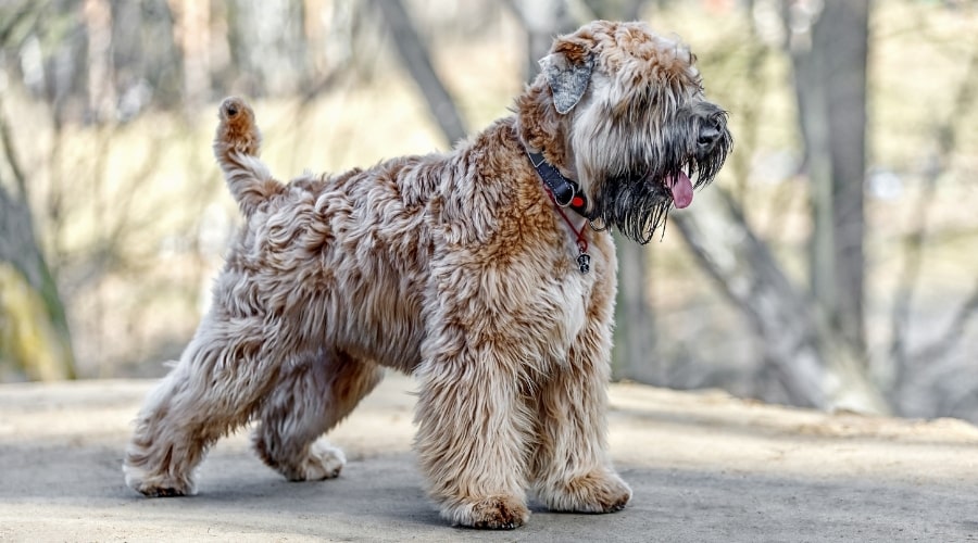 Wheaten Colored Dog Outdoors