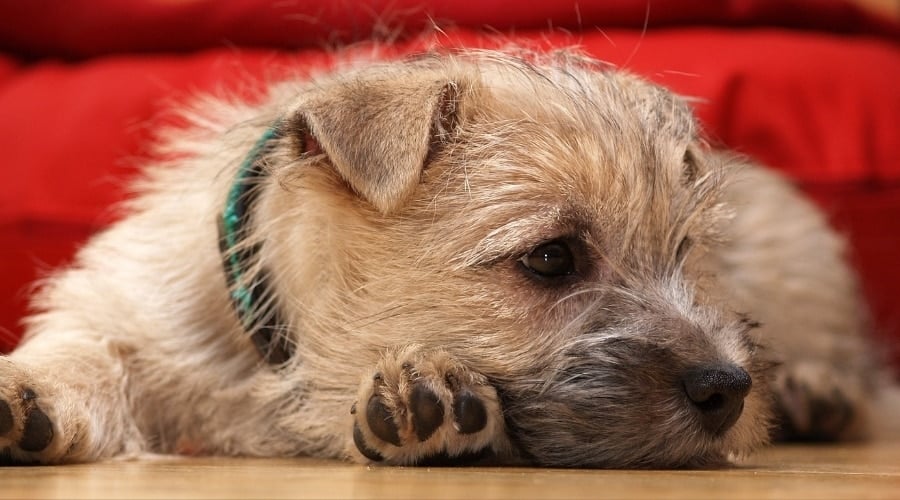 Wheaten Dog Laying Down