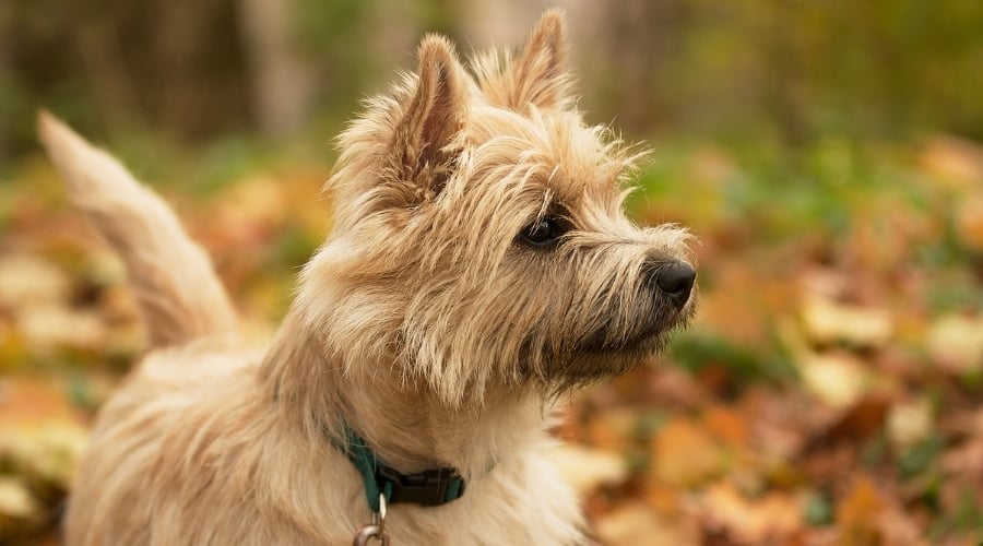 Wheaten Dog on an Autumn Day