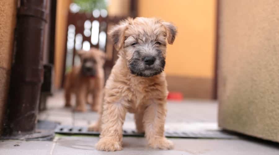 Wheaten Terrier Puppy Outdoors
