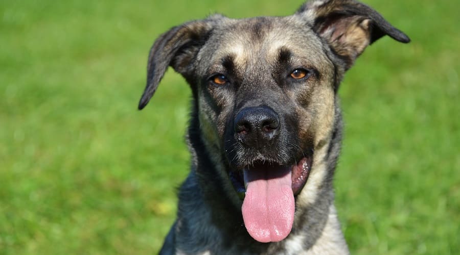 Whippet German Shepherd Mix