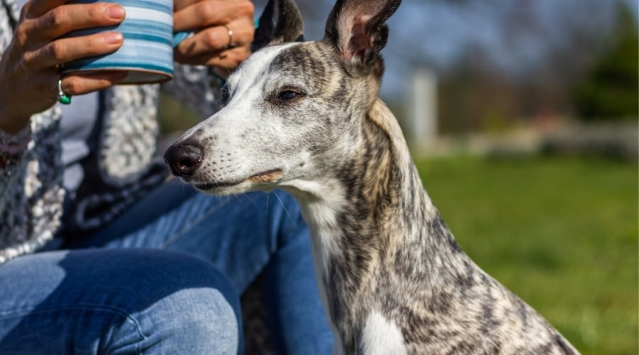 Whippet Near Woman Drinking Coffee