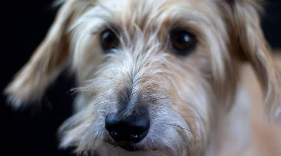 Whippet Poodle Mix