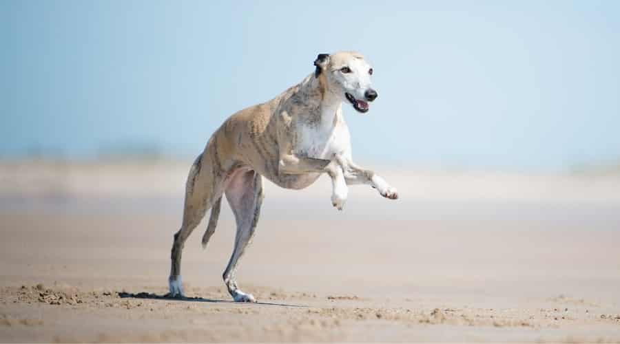 Whippet Running on Beach