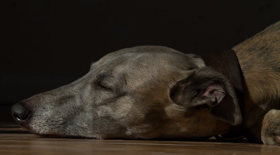 French Bulldog sleeping.