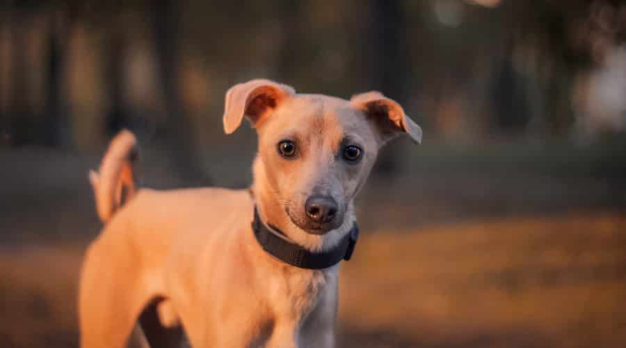Whipund