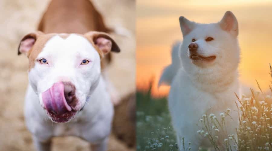White Akita vs Pitbull Terrier