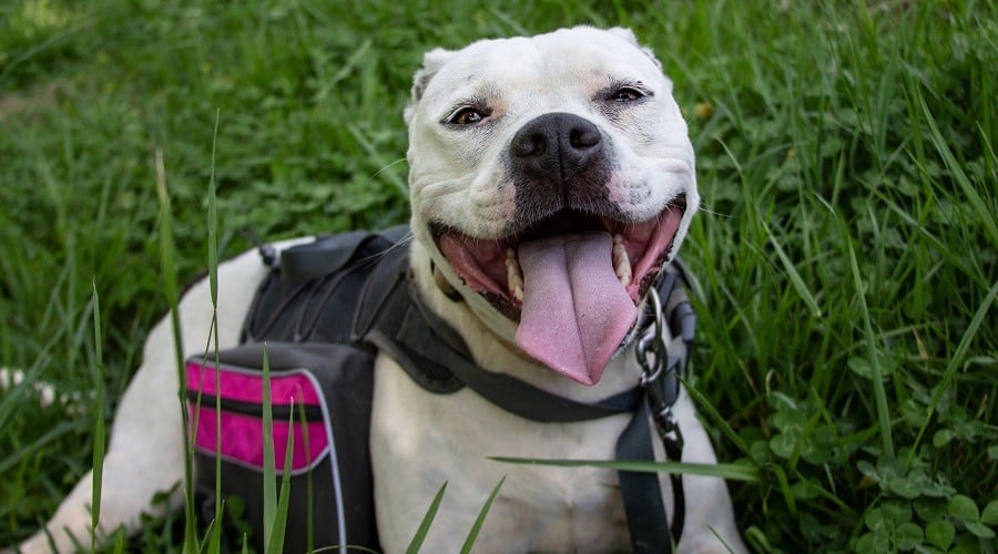 White American Pitbull Terrier
