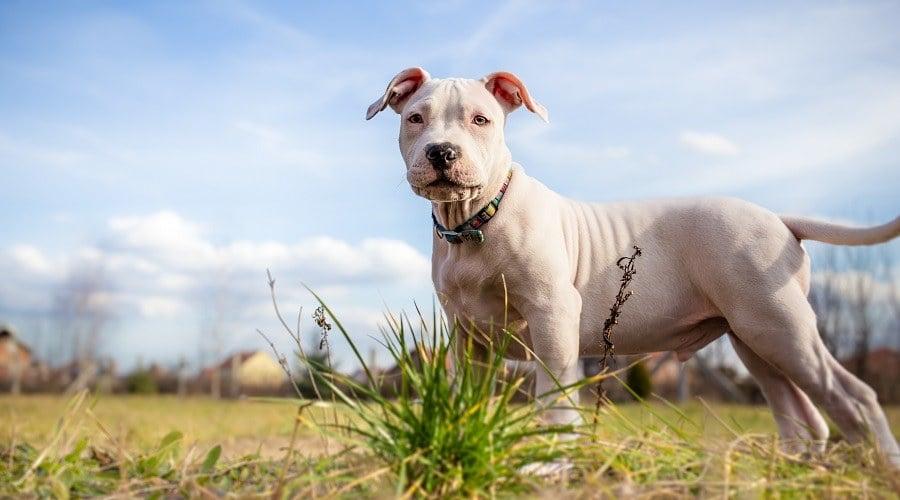 White American Staffordshire Terrier Playing