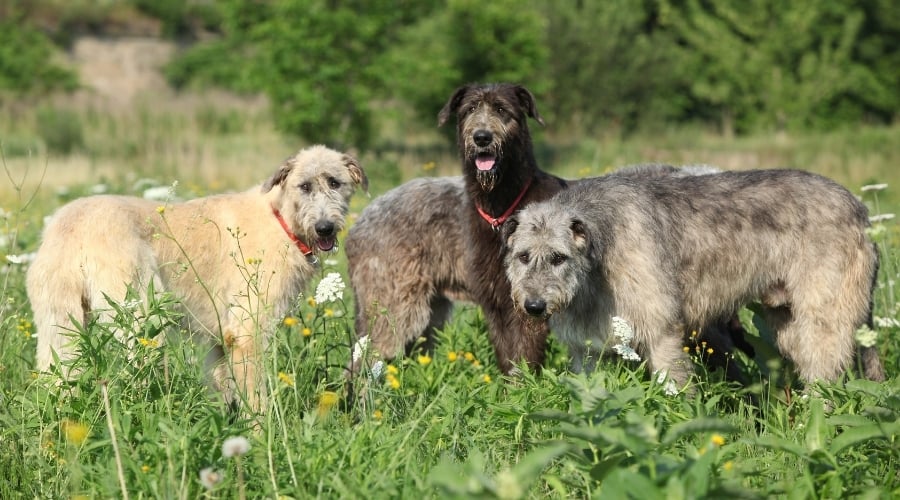 White, Black, and Gray Dogs in a Field of Flowers