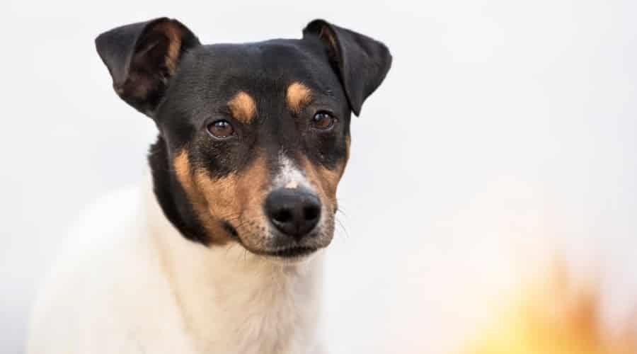 White, Black, and Tan Dog Looking at Camera