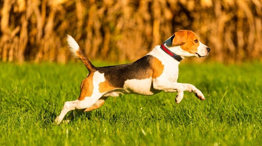 White Black and Tan Dog Running Outside