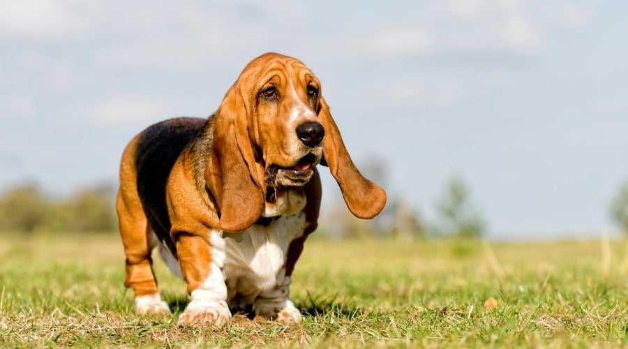 White Black and Tan Dog With Floppy Ears