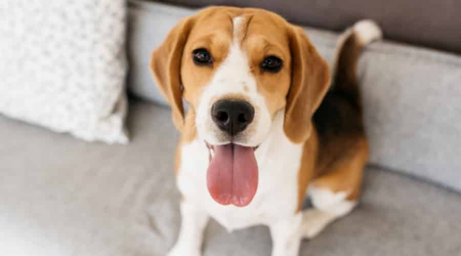 White Black and Tan Dog With Tongue Out
