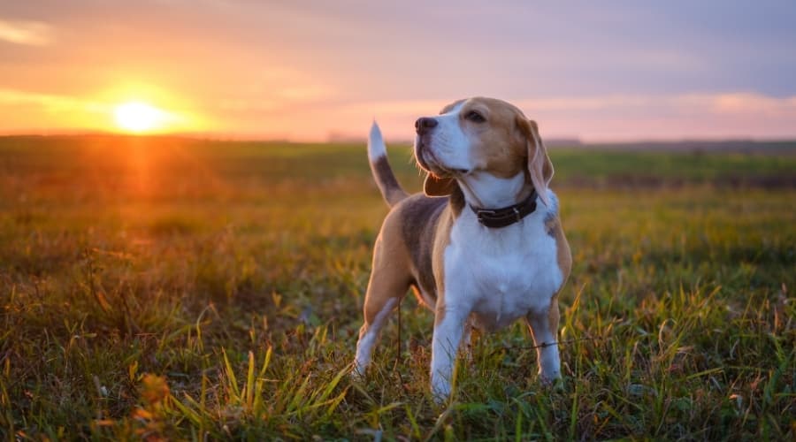 White Black and Tan Hound Dog Outdoors at Sunset