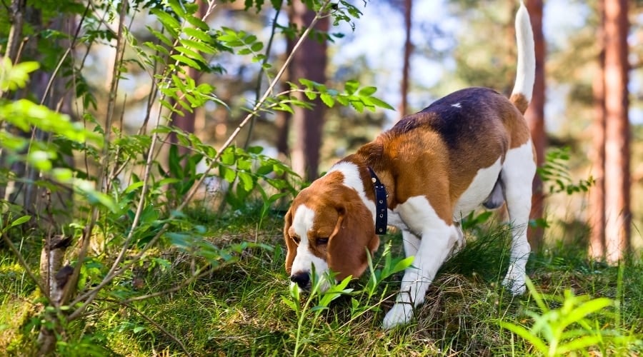 White Black and Tan Hound Dog Sniffing the Ground