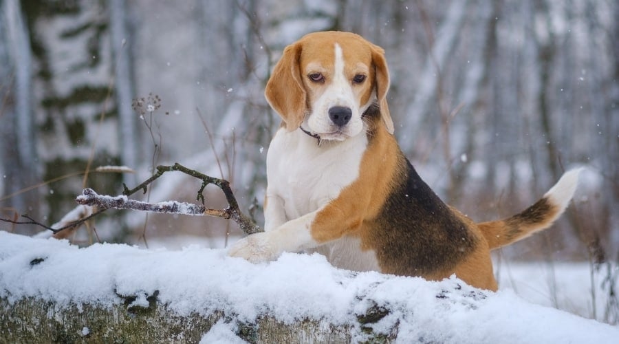 White Black and Tan Hound Dog in the Snow