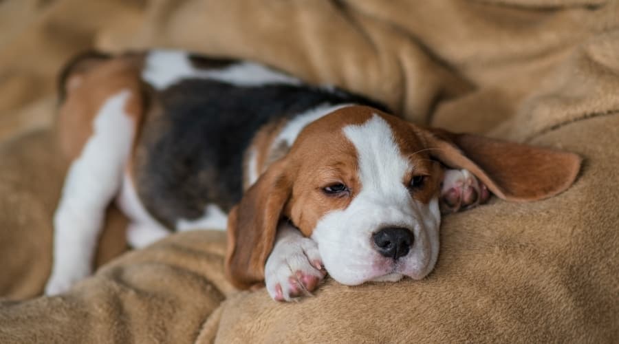 White Black and Tan Puppy Lying on a Blanket