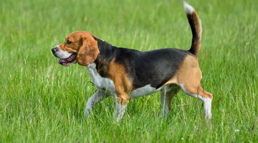 White, Brown, and Black Dog Standing in Grass
