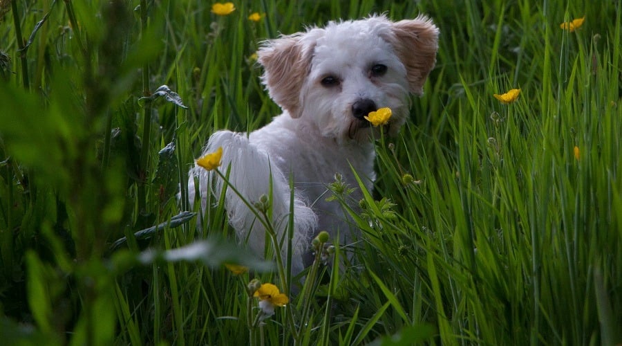 White Cavachon Puppy