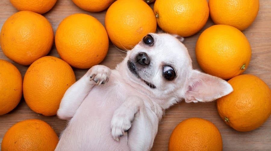 White Chihuahua Among Juicy Citrus Fruit