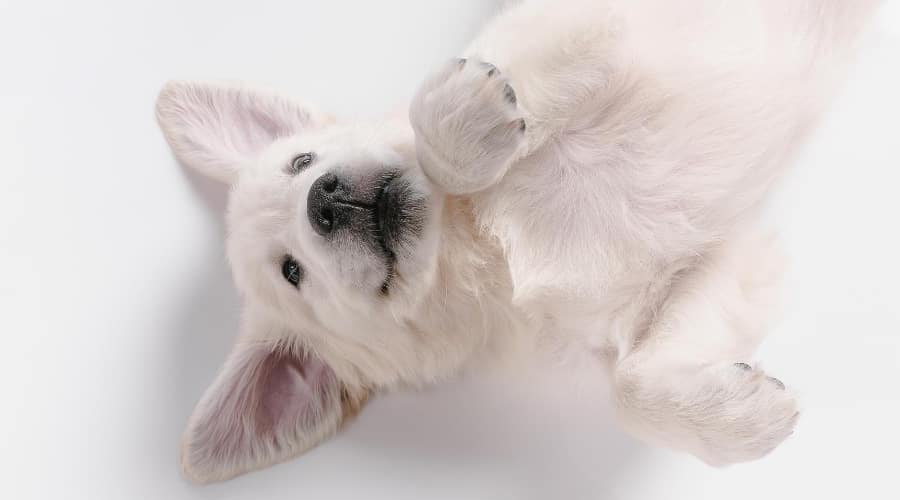 White Coated English Cream Retriever