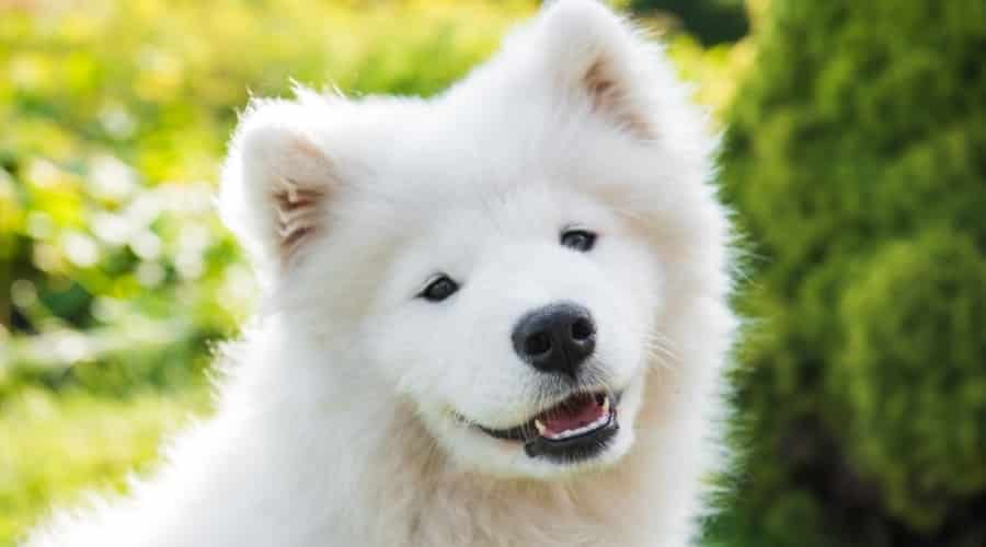 White Coated Puppy Outdoors