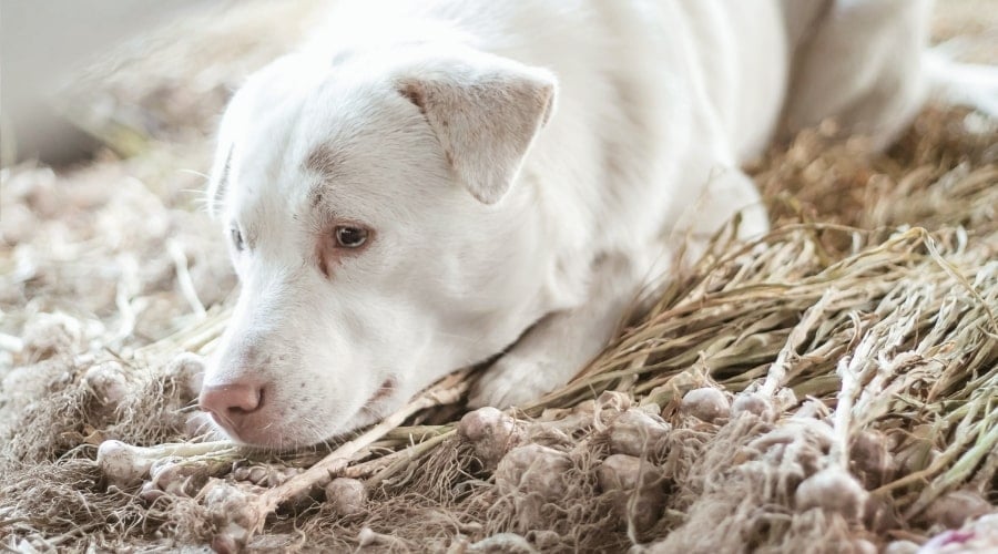White Dog Among Flavorful Bulb Vegetables