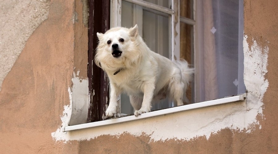 White fluffy dog leaning out of window barking.