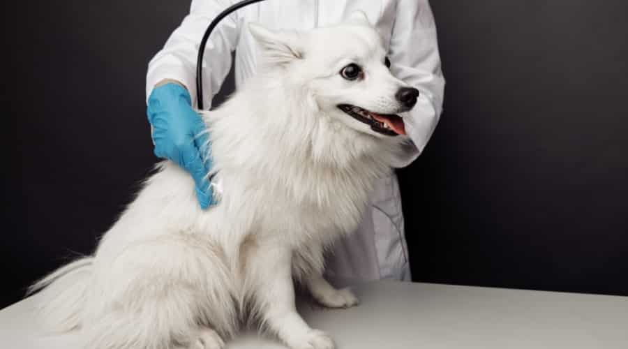 White Dog Being Checked by the Vet