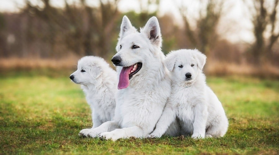 Large white shepherd dog online